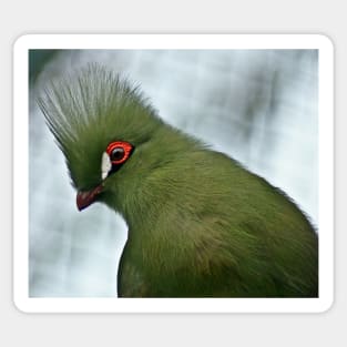 Turaco Sticker